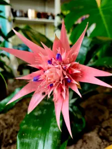 Allet 02 Koker Bromelia